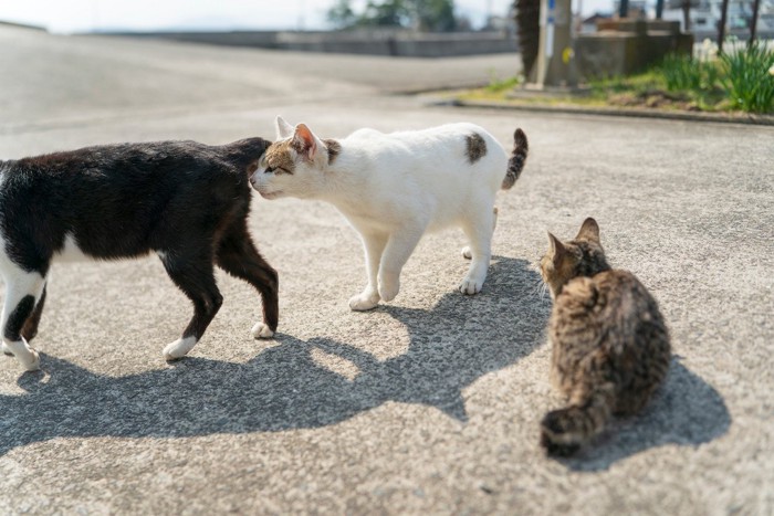白黒猫のお尻のニオイを嗅ぐ白い猫