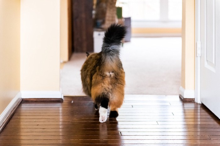 歩き去る猫の後ろ姿