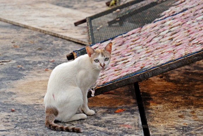 イカ干し棚と猫