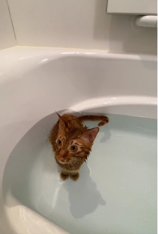 お風呂に入っている猫