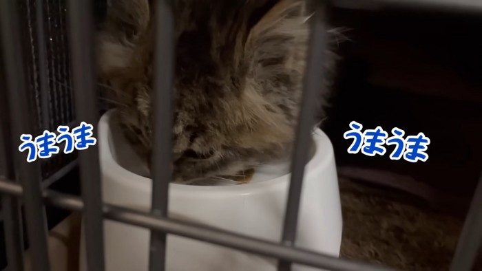 ごはんを食べる子猫