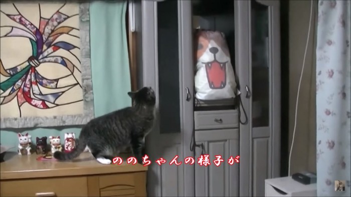 何かを見た猫