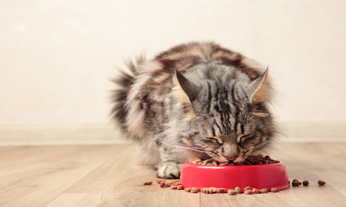 食器からドライフードを食べている猫