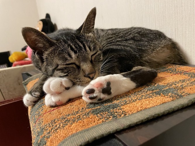 肉球見せ寝するチコちゃん