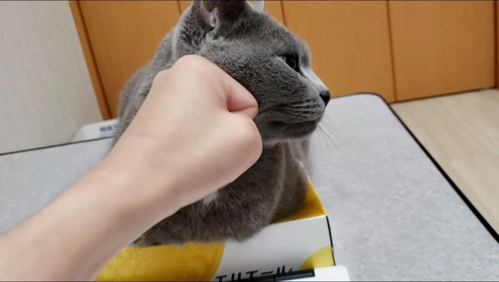 飼い主に握りこぶしを押し付けられて尻尾を振る猫