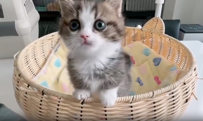 見つめる子猫
