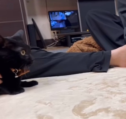 驚いた様子の猫