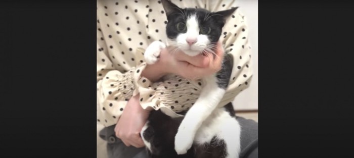 人に抱かれている猫