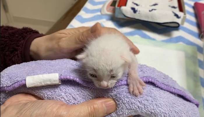 背中をトントンされるハクくん