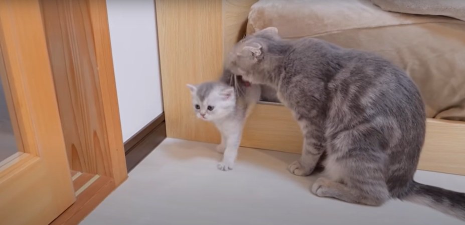 子猫と母猫