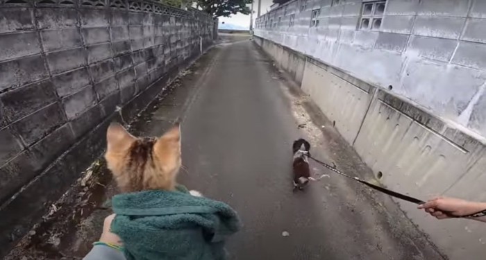 犬と子猫