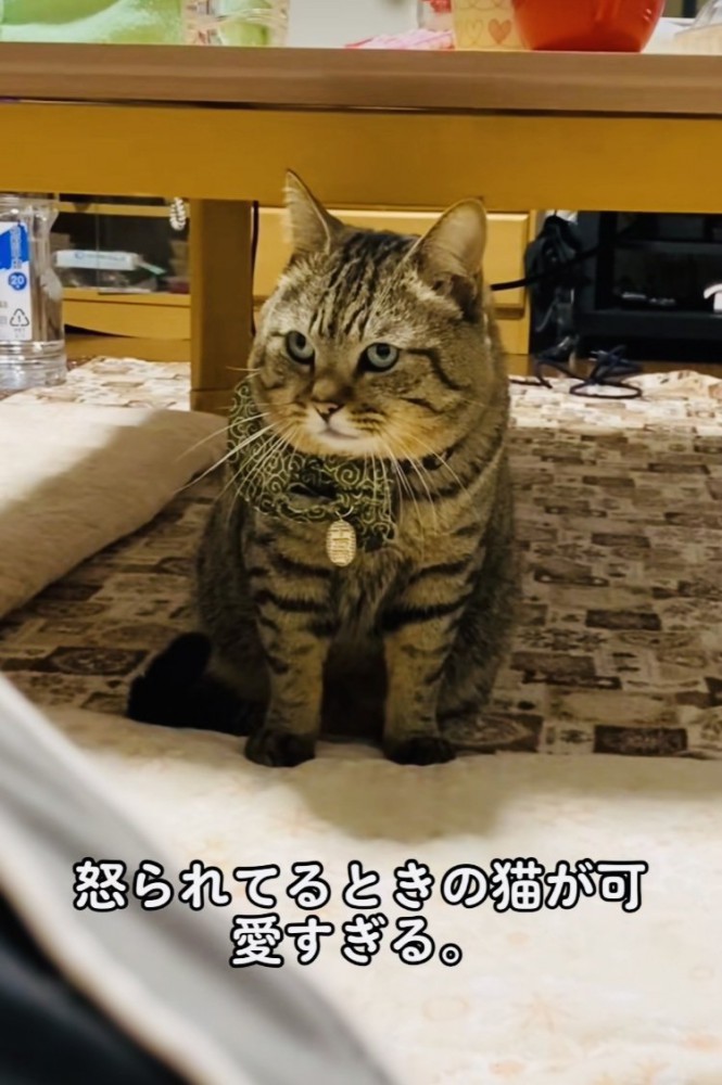 飼い主に叱られるキジトラ猫