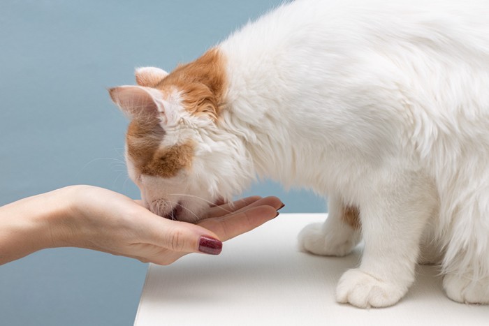 飼い主の手から食べ物をもらっている猫