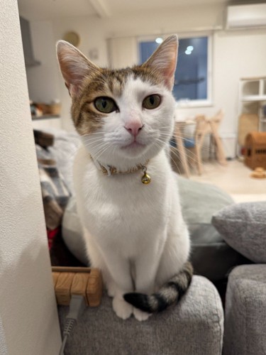 真顔で見ている猫