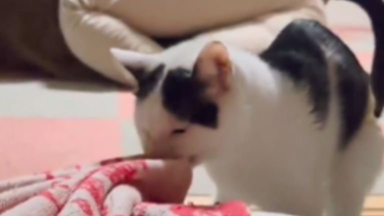 枕を運ぶ猫