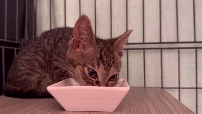 ごはんを食べる猫