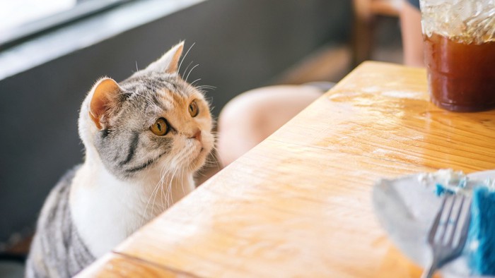 テーブルの上のご飯を欲しがる猫