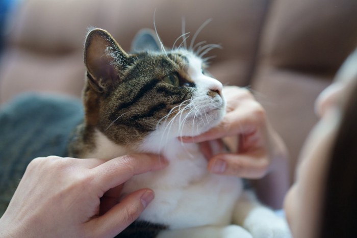 飼い主さんに寄り添う猫