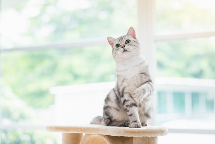 キャットタワーの上で片手を上げる猫