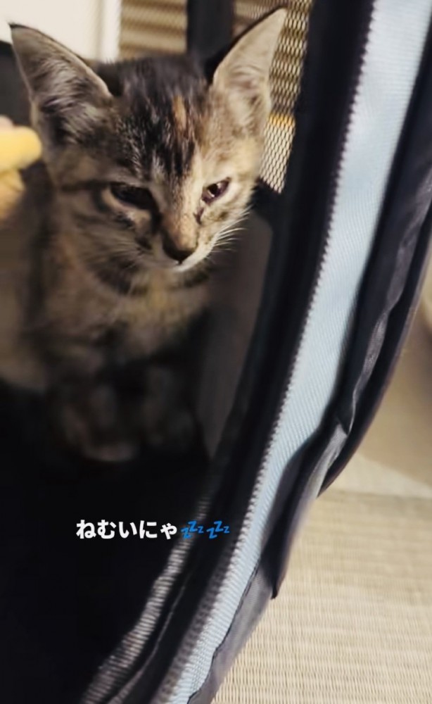 ウトウトする子猫