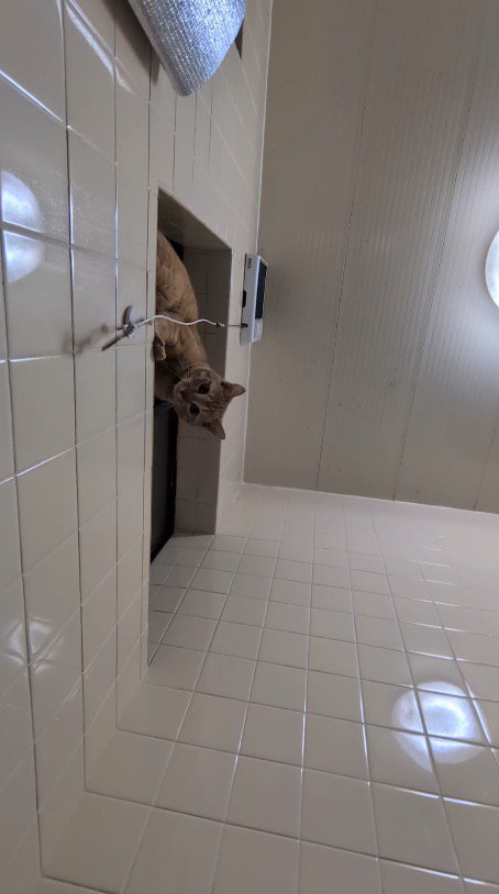 窓から下を覗く猫