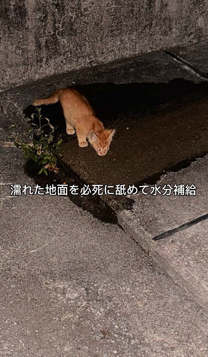 地面を舐める子猫