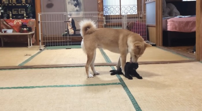 柴犬と遊ぶ黒猫の子猫