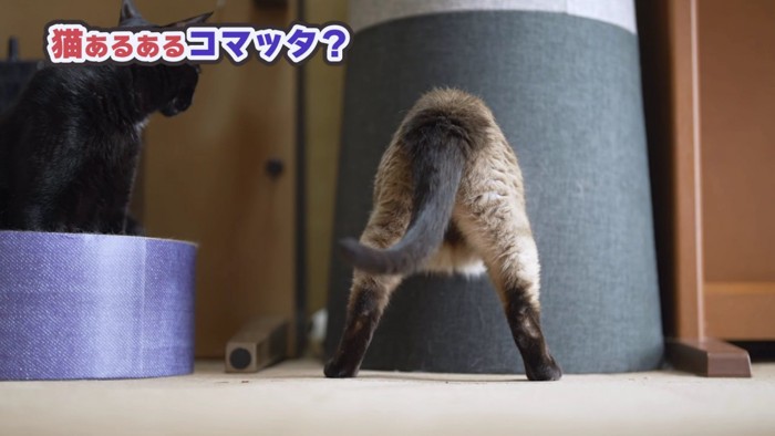 シャム猫のおしり