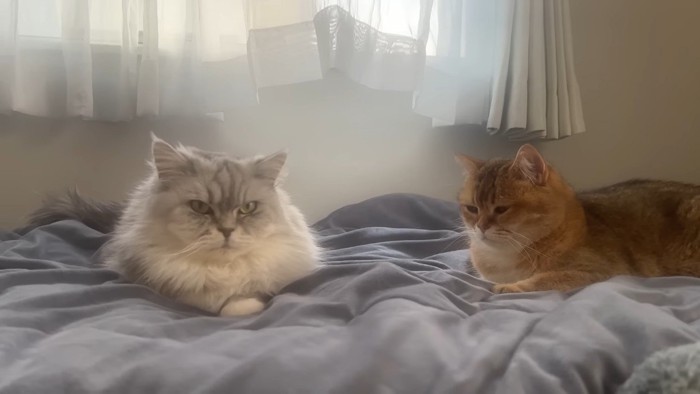 こゆきちゃんとこたつくん