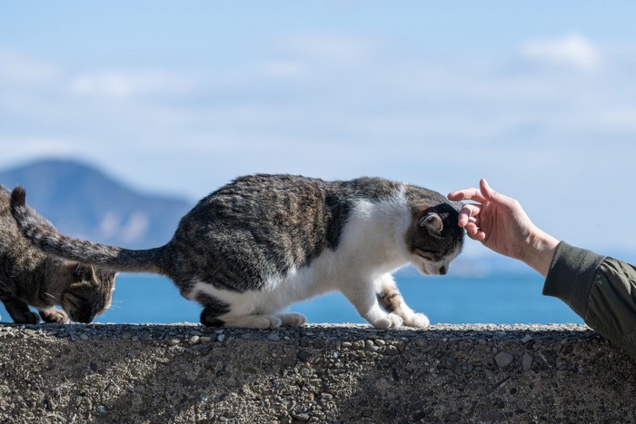 猫をなでる人