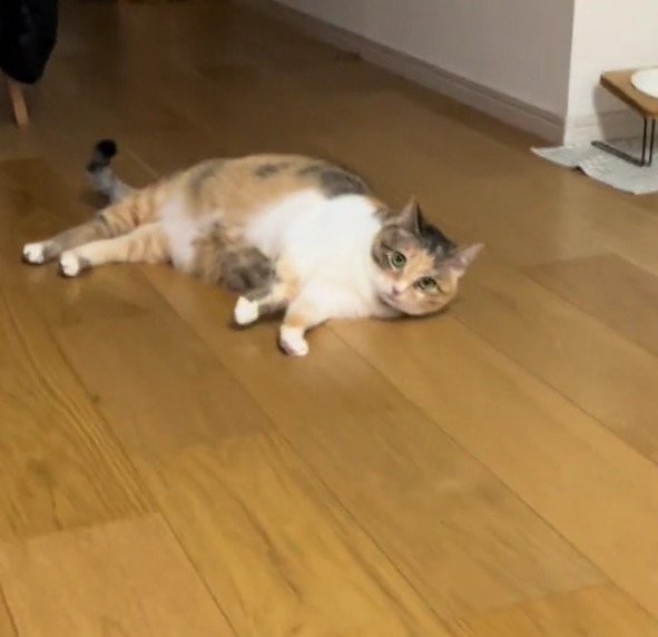 床に寝そべるラフちゃん