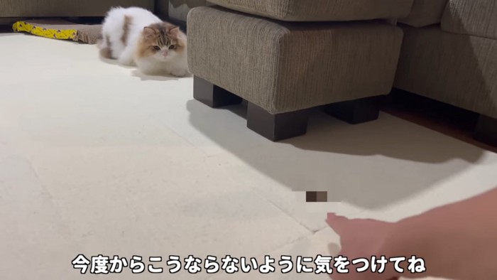 遠くに座る猫