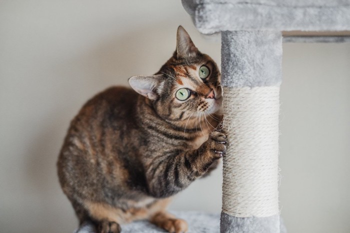 キャットタワーで遊ぶ猫