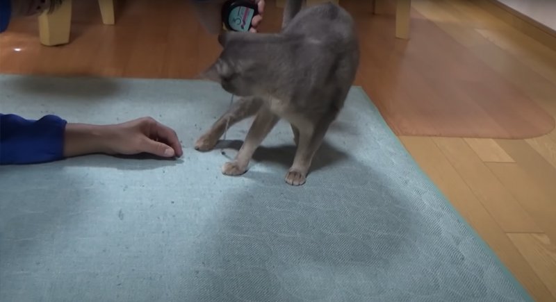 足の長さを計測される猫