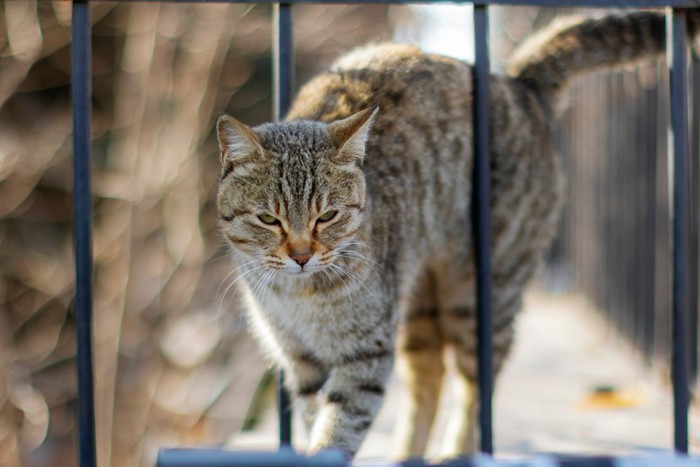 フェンスを通って侵入する猫のイメージ