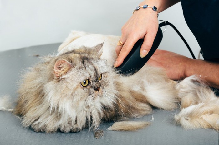 トリミングでカット中の長毛猫