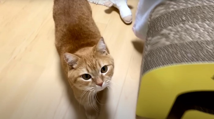 茶トラ