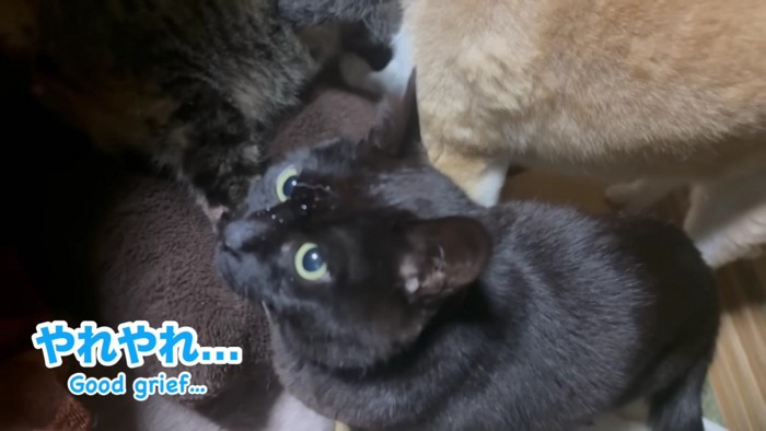 黒猫