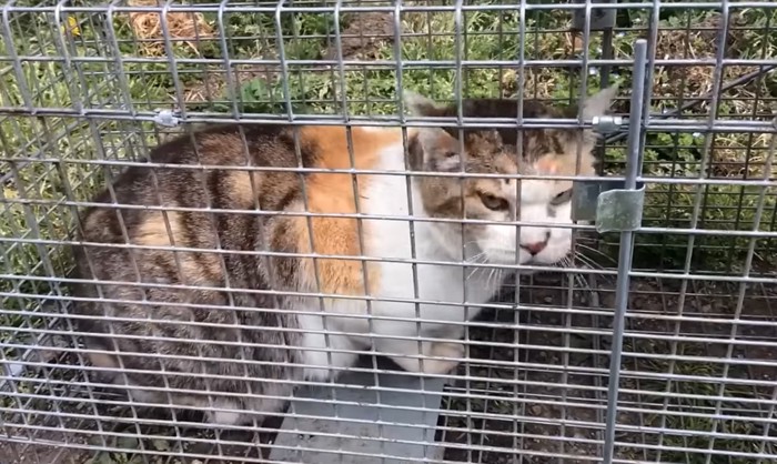罠にかかった猫2