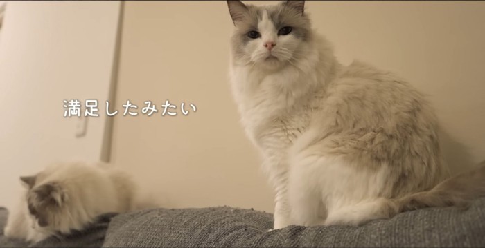 満足したみたいの文字と猫