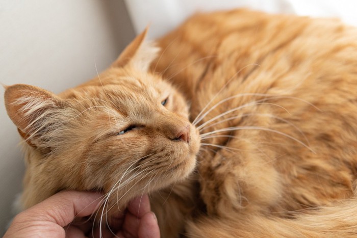 飼い主に撫でられる茶トラ