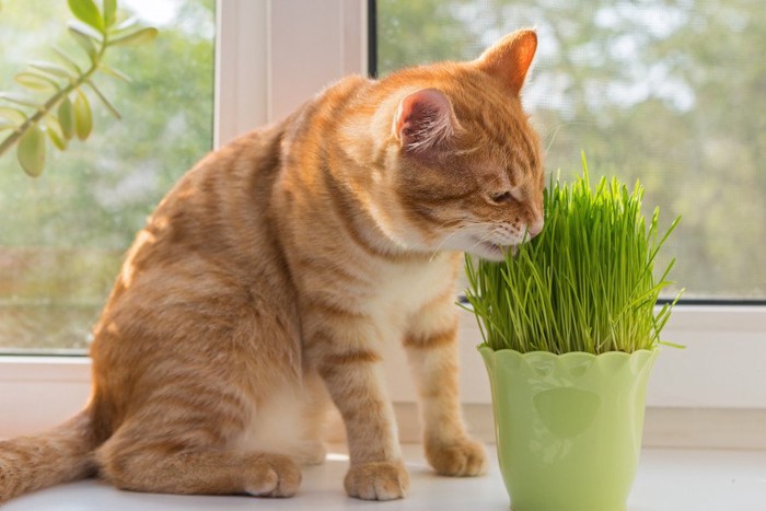 草を食べる猫