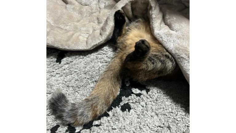 こたつで眠る猫