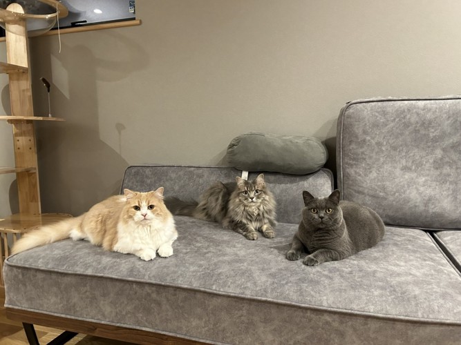 3匹の猫
