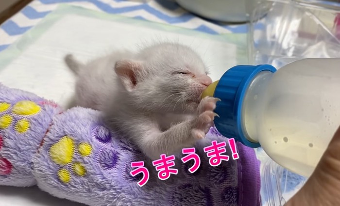 ミルクを飲む子猫