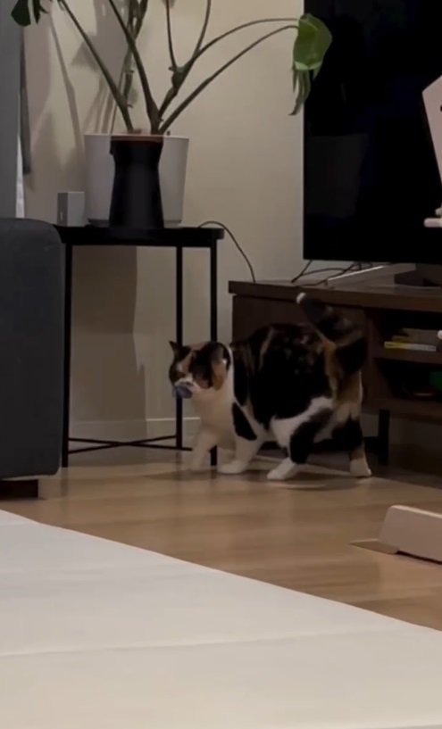 バネを咥える猫