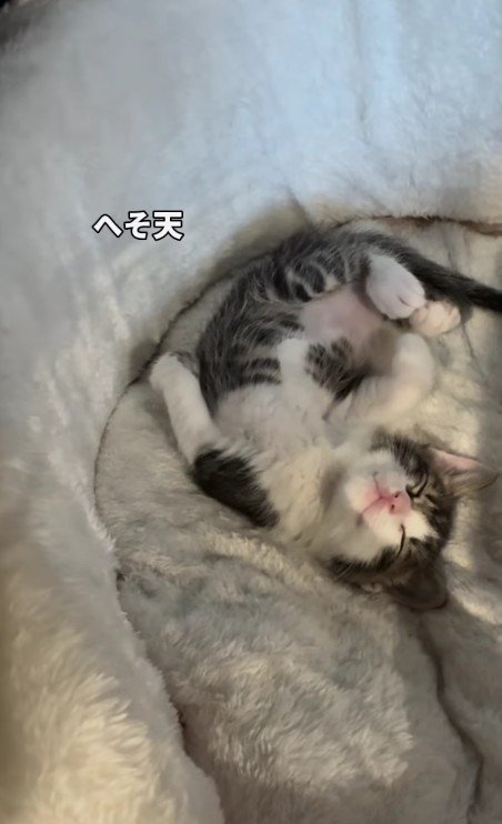 眠る子猫