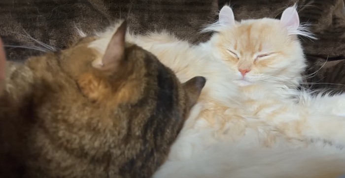 くっついて寝る猫2匹