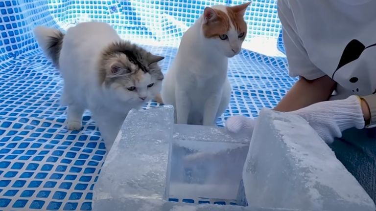 氷を見つめている猫たち