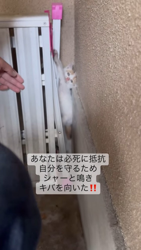 壁と脚立の間にいる子猫